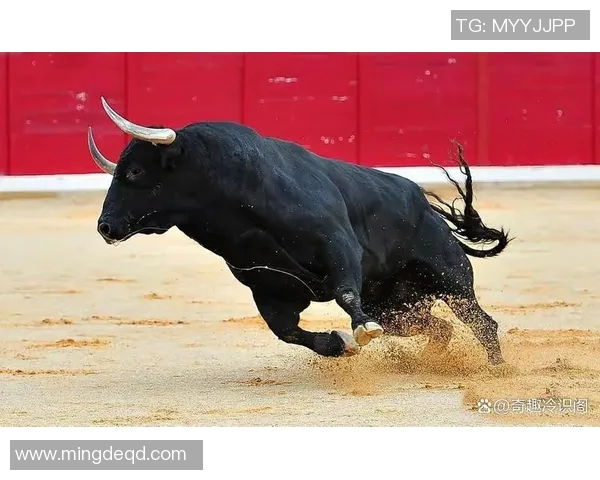 你不知道的公牛:十大冷知识大揭秘 你不知道的公牛:十大冷知识大揭秘